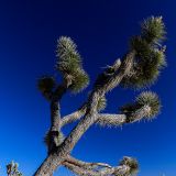 Zwar haben wir schon unzählige Joshua-Trees in der Mojave Wüste gesehen. Trotzdem statten wir dem Joshua Tree Nationalpark noch einen kleinen Besuch ab. Schliesslich sind diese Dinger ja sooooo fotogen ;-)
