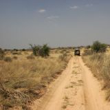 Allein unterwegs in der südlichen Kalahari. 
