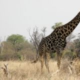 Schön gezeichnete Giraffe, viele sind leider auch etwas ausgebleicht.
