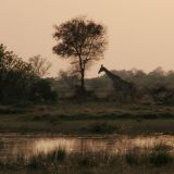 Eine Giraffe spaziert gerade rechtzeitig zum Sonnenaufgang-Foto vorbei. 
