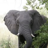 Dieser vorwitzige Elefant fand das Laub auf unserer Campsite in Third Bridge extrem ansprechend und stattete uns so einen kurzen Besuch ab.
