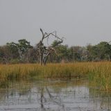 Sumpfgebiet bei Xakanaxa, ebenfalls im Moremi. 
