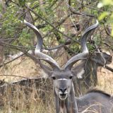 Männliches-Kudu mit wunderschönen Hörnern.
