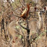 Kudu-Weibchen
