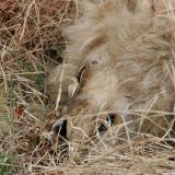 Keine Angst, dieser Löwe ist nicht tot, nur extrem faul. Dieses Foto haben wir um etwa 06.15 Uhr aufgenommen, da dürfte man doch schon etwas mehr Bewegung erwarten.
