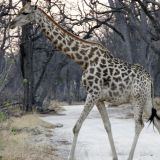 Giraffen haben definitiv Vortritt. 
