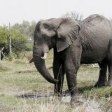 Elefant beim Khwai River, im Norden des Moremi. 
