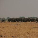 Grosse Elefantenherde im Chobe N.P., hier im Gebiet Savuti.  
