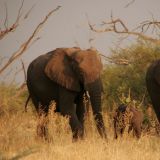 Wir waren gerade in der Zeit im Chobe N.P., als die Elefanten mit ihren Jungtieren unterwegs waren, einfach herzig.
