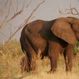 Obwohl Elefanten nicht ungefährlich sind, faszinieren sie einem doch immer wieder aufs Neue.
