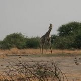 Giraffe beim Wasser trinken, der zweite im Bunde hält immer Wache. 
