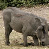 Warzenschwein im Chobe N.P.
