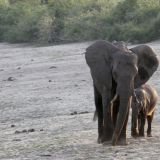 Elefantenkuh mit ihrem Kleinen unterwegs. 
