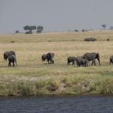 Elefantenherde am Chobe River. 
