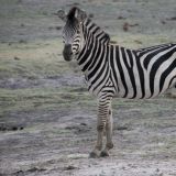 Fotogenes Zebra
