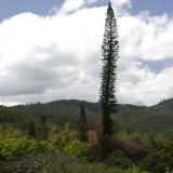 Die Landschaft Neukaledoniens ist sehr abwechslungsreich.
