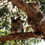 ...wo schon die putzigen Koalas auf uns warteten. Hier entdecken wir sogar noch einen Joey. 
