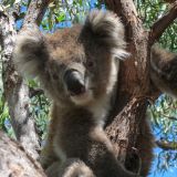 Dieser herzige Knäuel war unser absoluter Lieblings-Koala. So wie es aussah war er richtig in Fotokameras vernarrt. Desto mehr man ihn fotografierte, desto näher kam er und wurde immer verspielter. 
