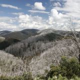 Was hier auf den ersten Blick fast wie Schnee aussieht, sind in Wirklichkeit abgebrannte Eukalyptusbäume, welche dem grossen Feuer von 2003 zum Opfer fielen.  
