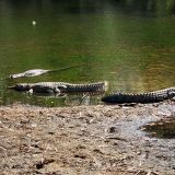 Ein paar weitere "Crocs" in der "Windjana Gorge" am Chillen. 
