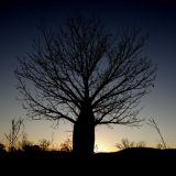 Ein "Boab-Tree" (Affenbrotbaum) im Sonnenuntergang. 
