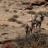 Oryx-Antilopen, das Wappentier von Namibia.
