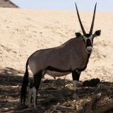 Vor allem in der Hoanib Schlucht sehen wir extrem viele Oryx-Antilopen.
