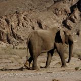 Und hier sehen wir den ersten Wüstenelefanten. Von dieser Art gibt es nur noch 300 Tiere.
