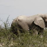 Ein ziemlicher Oldie, dieser Elefanten-Bulle.
