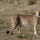 Und diesmal bekommen wir das schnellste Tier der Erde doch noch von Nahem zu sehen, einen Gepard.
