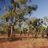 Rebelde versteckt sich hinter ein paar "Gum-Trees" (Eukalyptusbäumen). Wir lieben das wilde und vor allem einsame Campen im Outback. 
