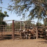 Eine Australische "Cattle-Station" (Rinderfarm).
