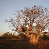 Ein "Boab-Tree" (Affenbrotbaum) im Abendlicht. Diese Baumart kommt speziell hier in den Kimberleys vor, noch grösser werden sie jedoch in Madagaskar und Ostafrika. 
