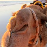 Dieses freche Kamel "Bazar" wird aufdringlich und schnuppert die ganze Zeit an Rogers Hintern. Dafür lichten wir ihn nicht so vorteilhaft ab und veröffentlichen das Bild auch noch auf unserer Homepage. So, Rache ist süss. 
