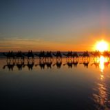 "Broome's" berühmteste Fotokulisse. Die Kamelkarawane beim Sonnenuntergang. 
