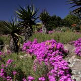 Wir schauen uns den Botanischen Garten von Kirstenbosch an, welcher zu den sieben schönsten Parks weltweit gehört.
