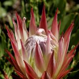 Die King Protea, Südafrikas Wappen-Pflanze.
