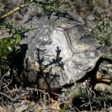 Das erste Tier dass sich uns im Kap National Park zeigt ist doch glatt eine Schildkröte.
