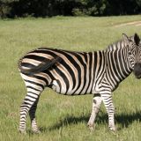 Und hier zeigt sich uns das erste Zebra in voller Pose.
