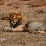 ...im Gegenteil - wir scheinen ihn eher zu langweilen. Es handelt sich hier übrigens um einen schwarzmähnigen Kalahari-Löwen.
