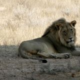 Am frühen Morgen oder spät abends hat man die grössten Chancen auf Löwen-Sichtungen. 
