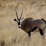 Ebenfalls ein wunderschönes Tier, der Oryx.
