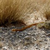 Die Cape-Cobra gehört zu den giftigsten Schlangen im südlichen Afrika und ist für viele Todesfälle verantwortlich. Wir haben zuvor noch nie eine so agressive Schlange wie diese gesehen. Weil wir schnell abdüsen mussten fehlt daher auch der restliche Teil der Schlange.
