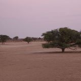 Abendstimmung in der Kalahari.

