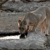 Das frühe Aufstehen hat sich abermals gelohnt, ein Löwen-Weibchen lässt sich beim Wasserloch blicken.
