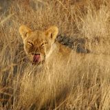 Diese Löwendame ist gar nicht einfach zu spotten. Als sie dann aber entdeckt wurde posiert sie herrlich vor unserer Kamera.
