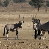 Eine kleine Gruppe Oryx-Böcke. 
