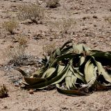 Männliche Welwitschia-Pflanze, ebenfalls bekannt als lebendes Fossil.
