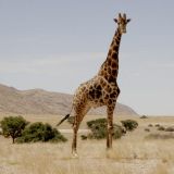 Giraffe im Namib-Naukluft N.P.
