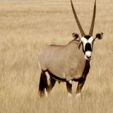Oryx-Antilope

